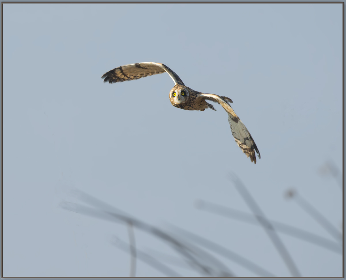 Short-Eared Owl 2