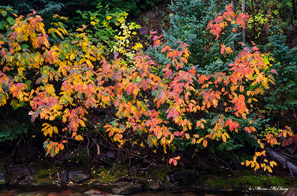 Tropical Fall