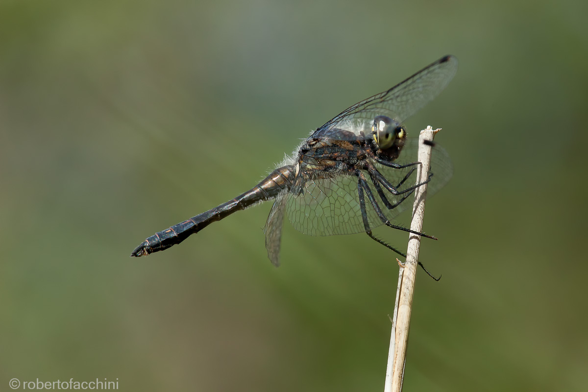 Sympetrum danae