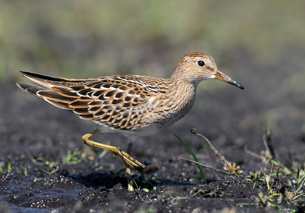 Pectoral Sandpiper?