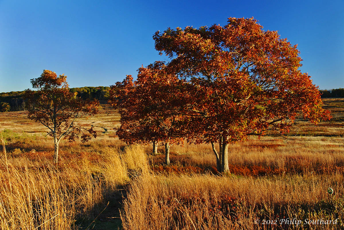 Autumn Glow
