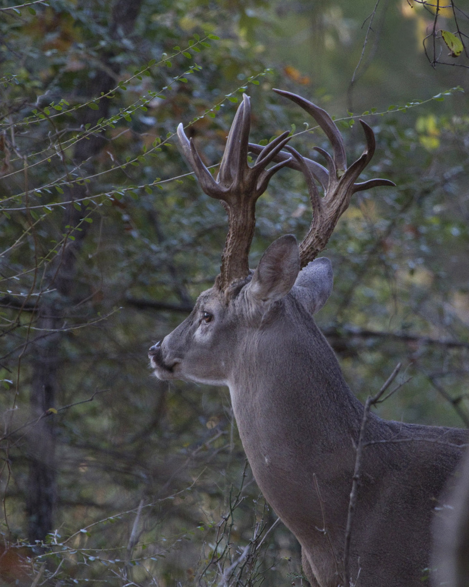 Non Typical Buck