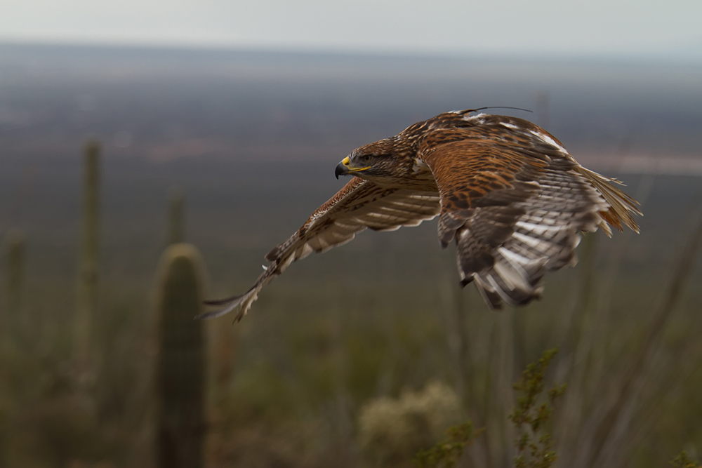 Ferrunginous Flying