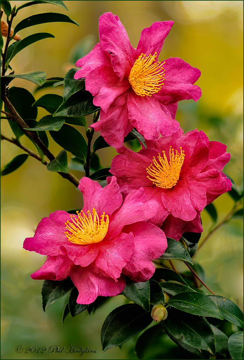 Camellia Trifecta