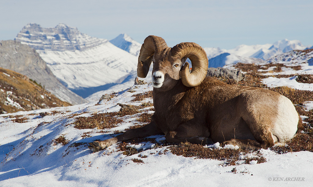Canadian Rockies Ram