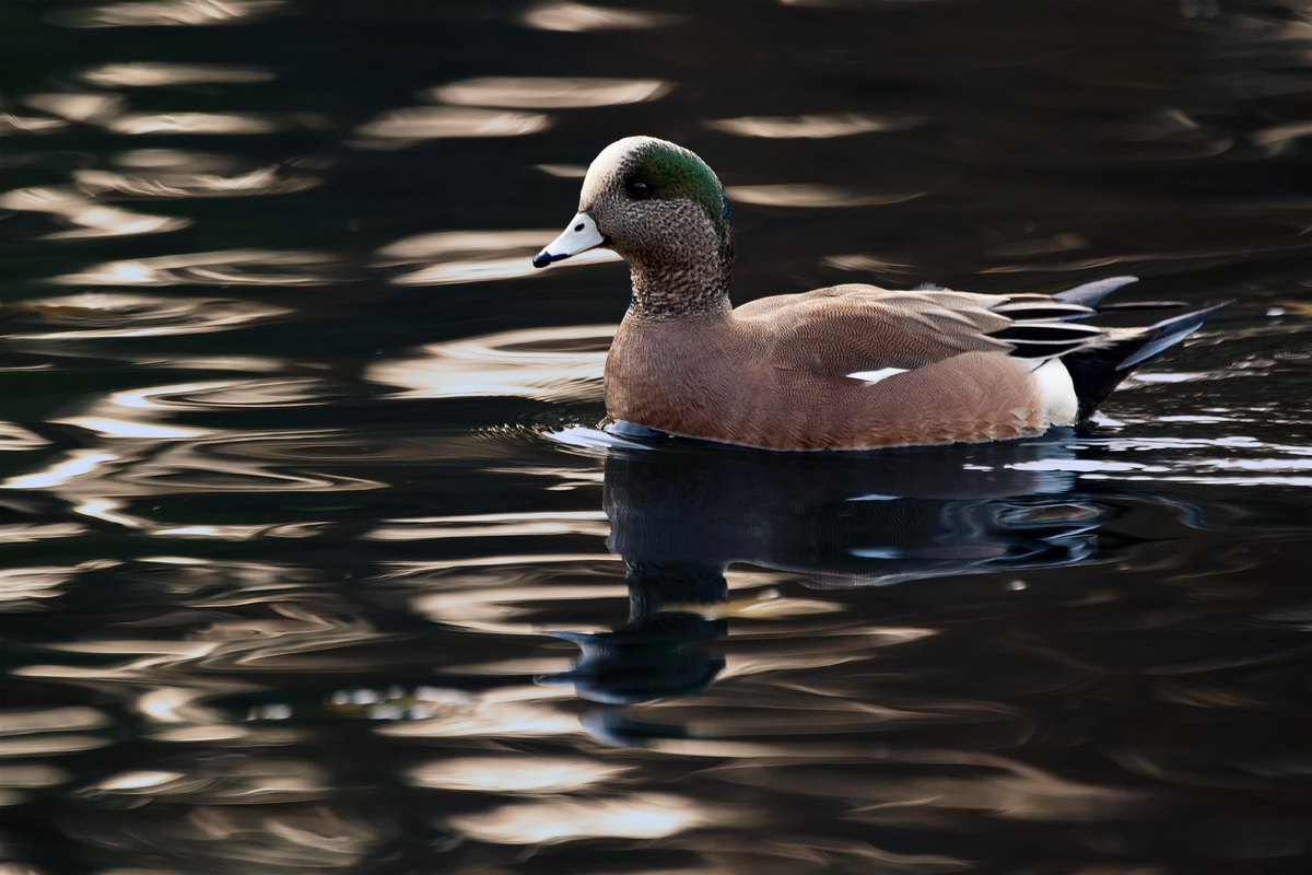 American Wigeon