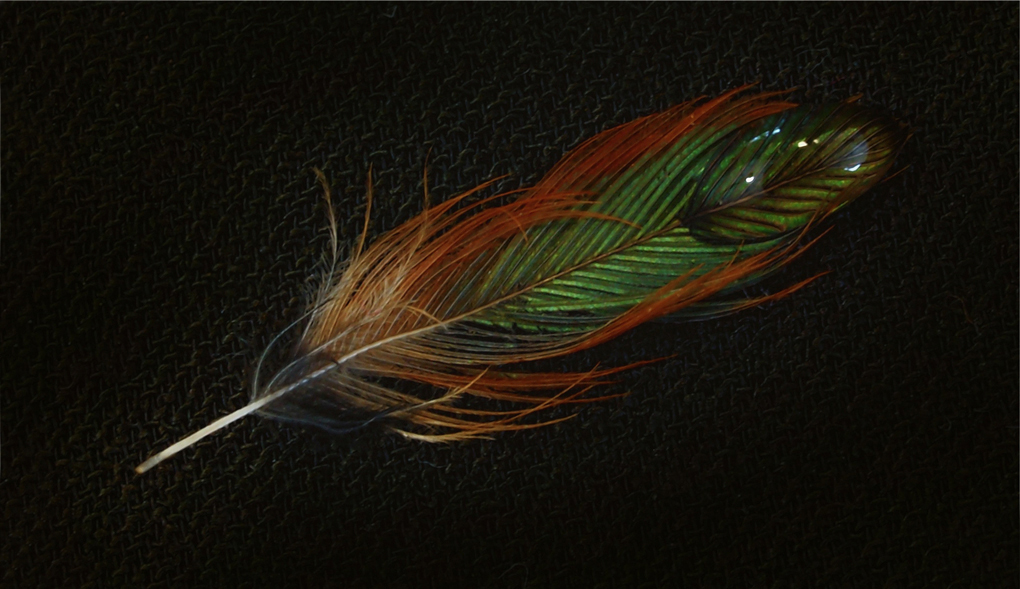Rufous HB Feather