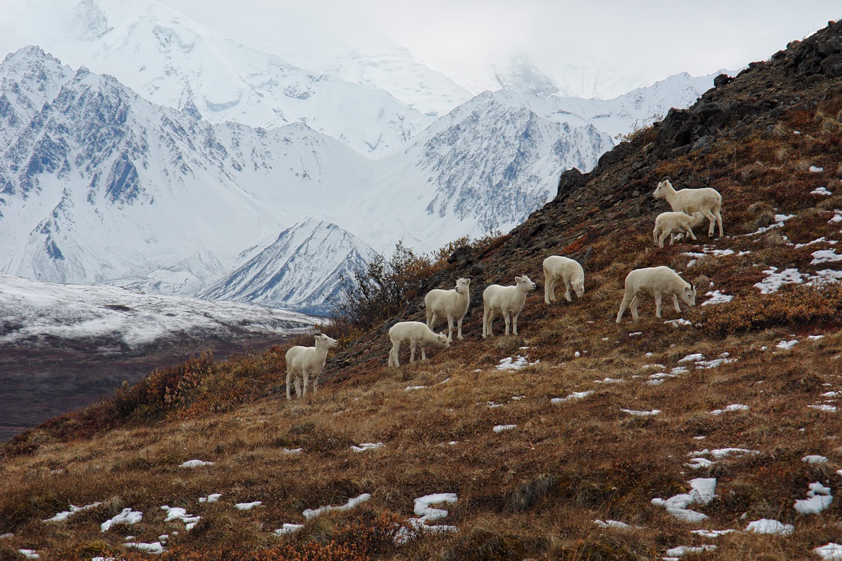 562 - Dalls in Denali