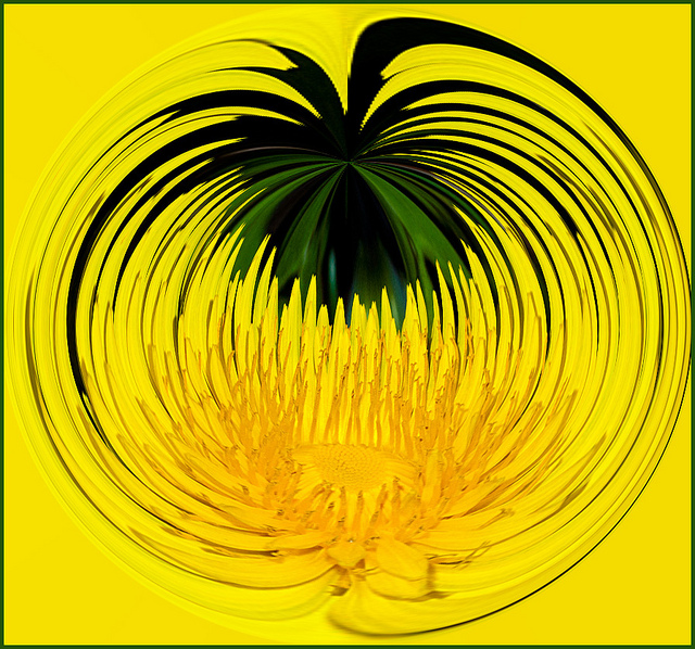 dandelion distorted