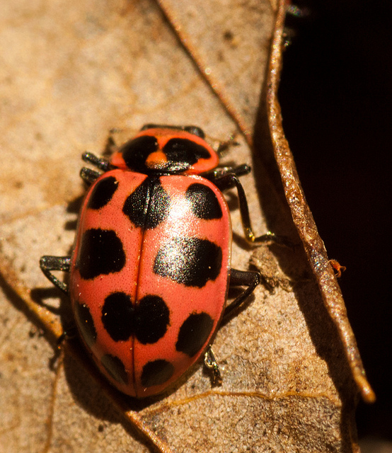 ladybug and lunch