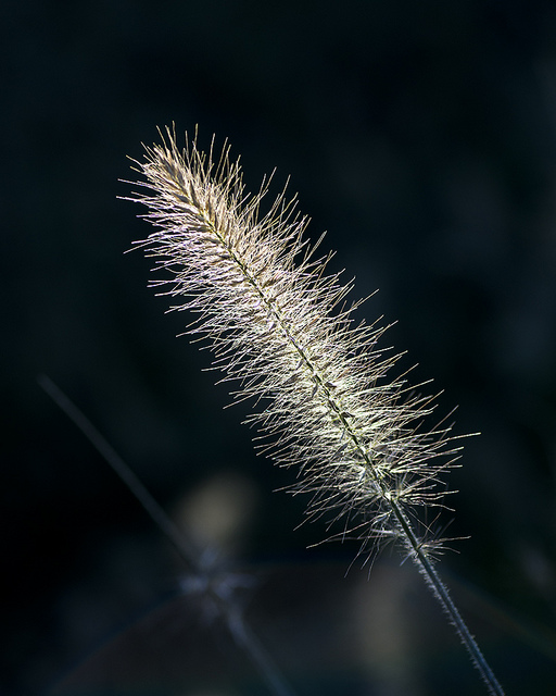 grass