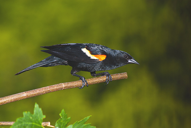 redwing