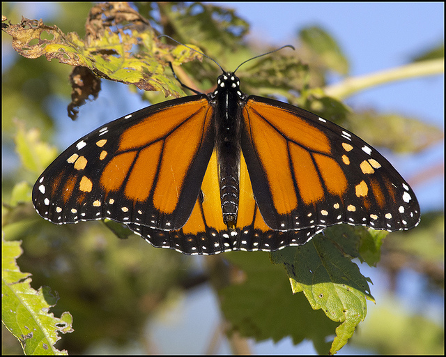 female monarch