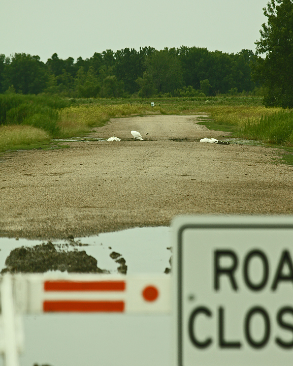 Swan closed