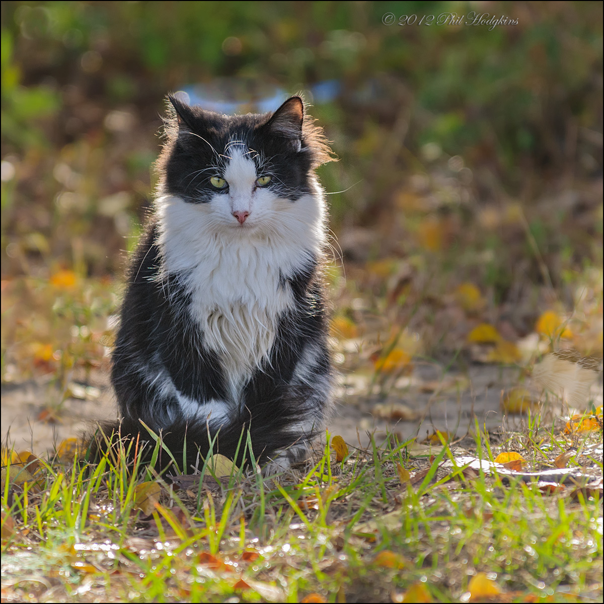 Feral Cat