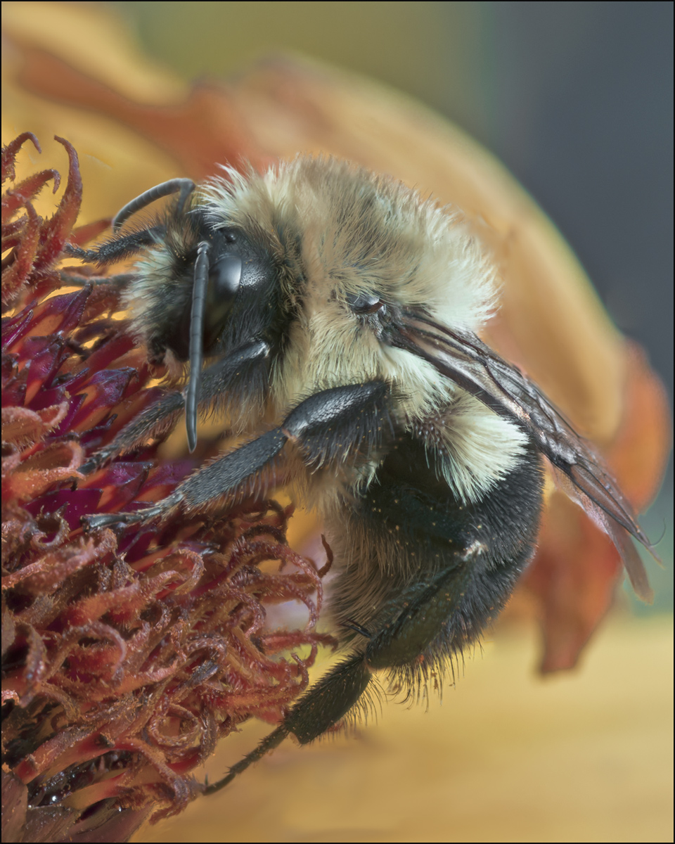 bumble bee