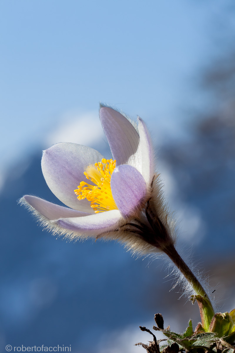 Pulsatilla vernalis