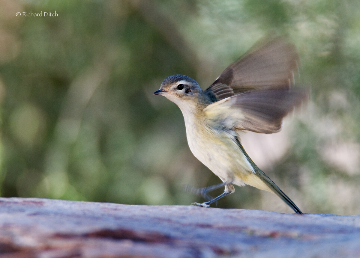 Warbling Vireo