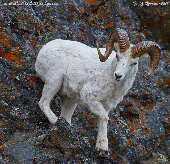 Ram on Rocks