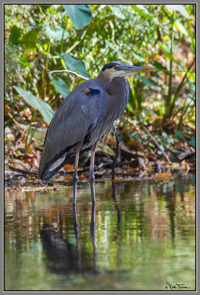 Great Blue Heron