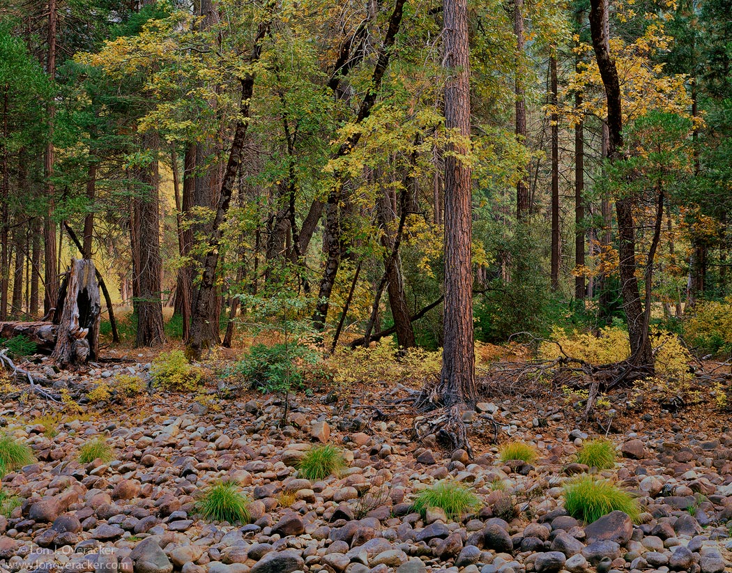 Yosemite Moments #10