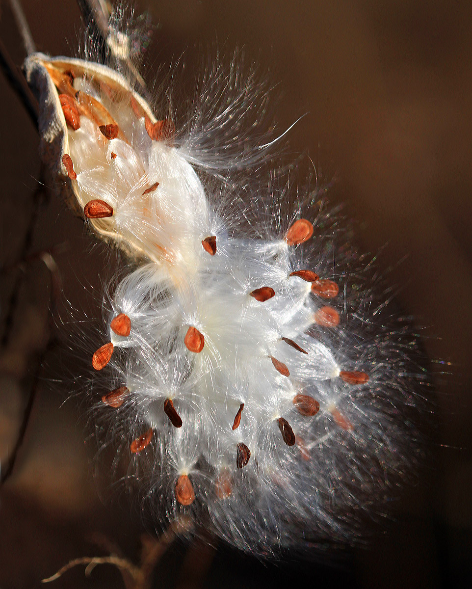 Fluffy Milkweed