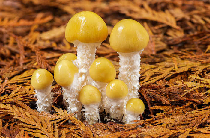'Shroom Family