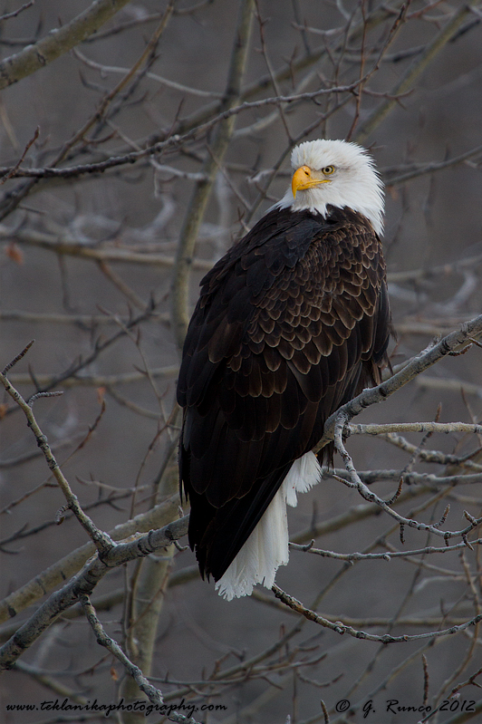 Perched