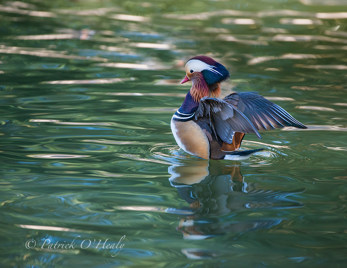 Male Mandarin Stretch