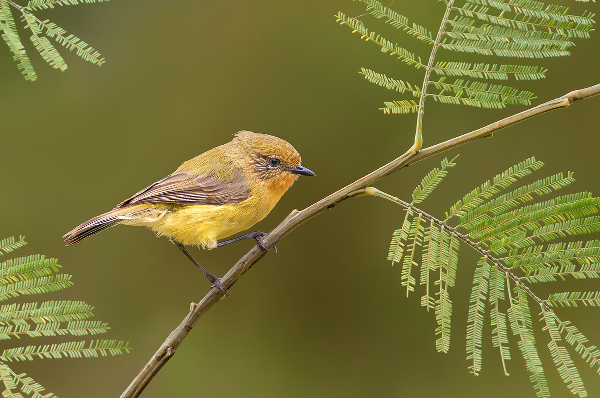 Yellow Thornbill