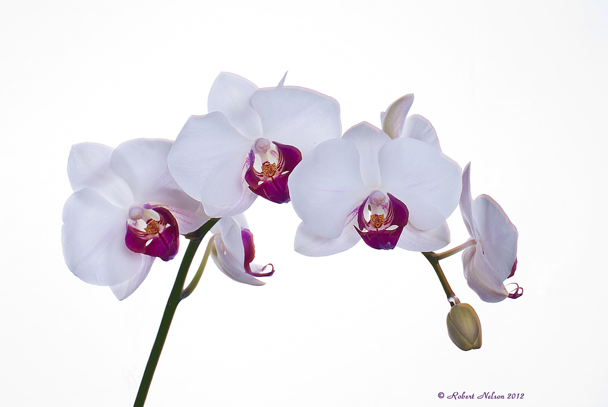 Orchid 2