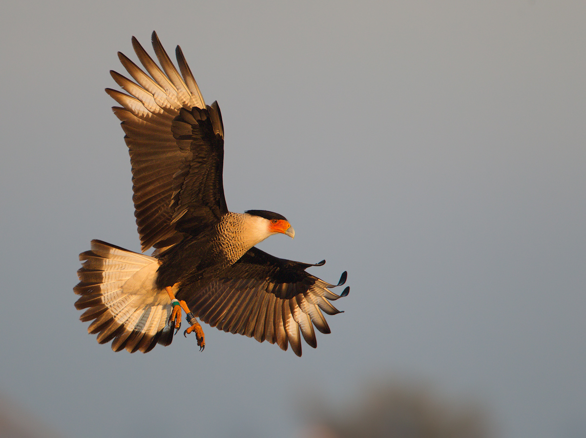 Caracara