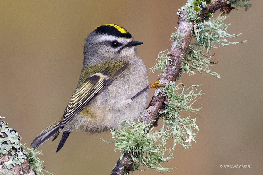 Golden-crowned Kinglet