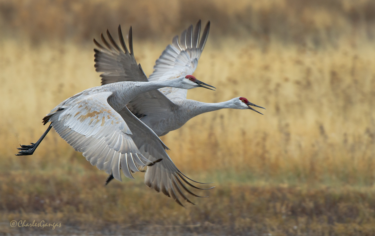 Two Crane Flyout