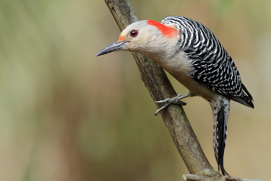 Redbellied (female)