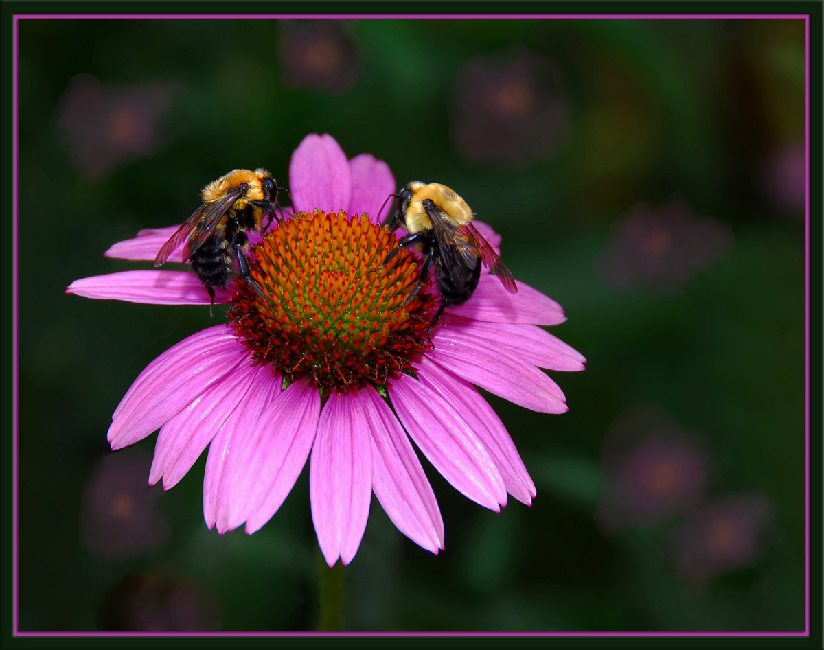 Balancing Act