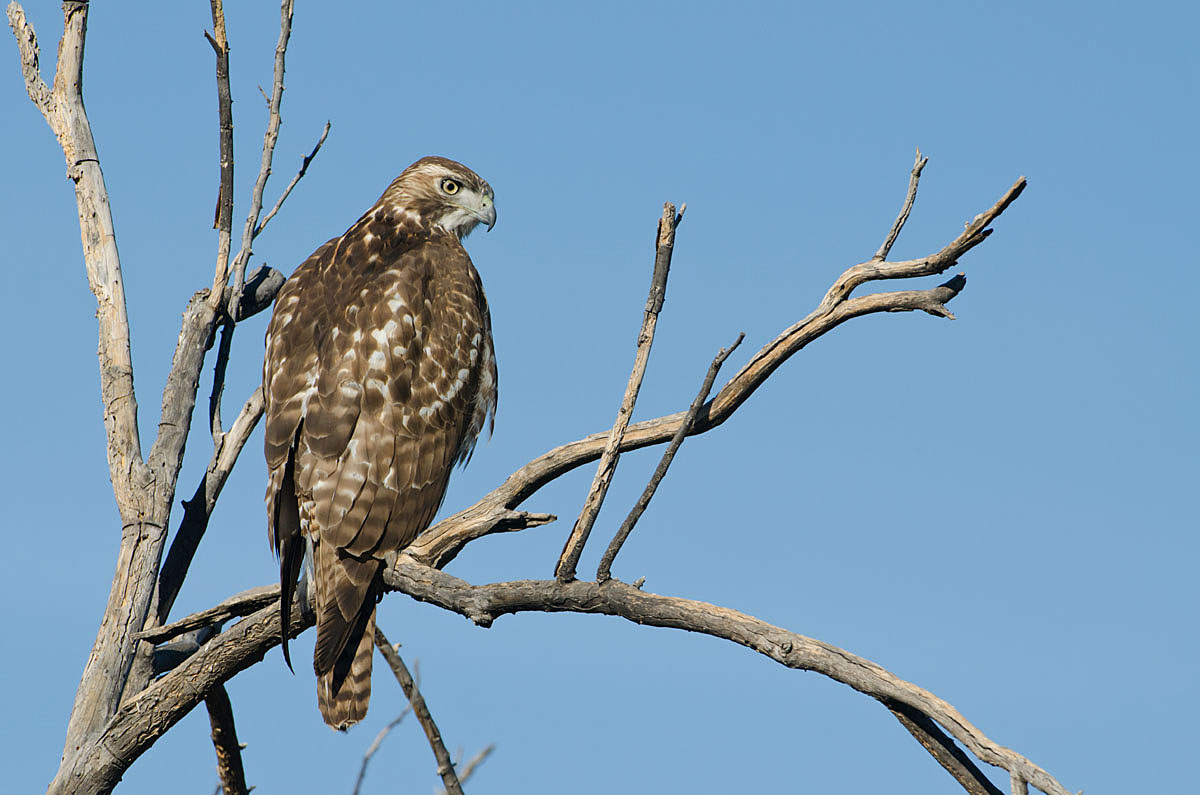 Red-tailed Hawk (imm)