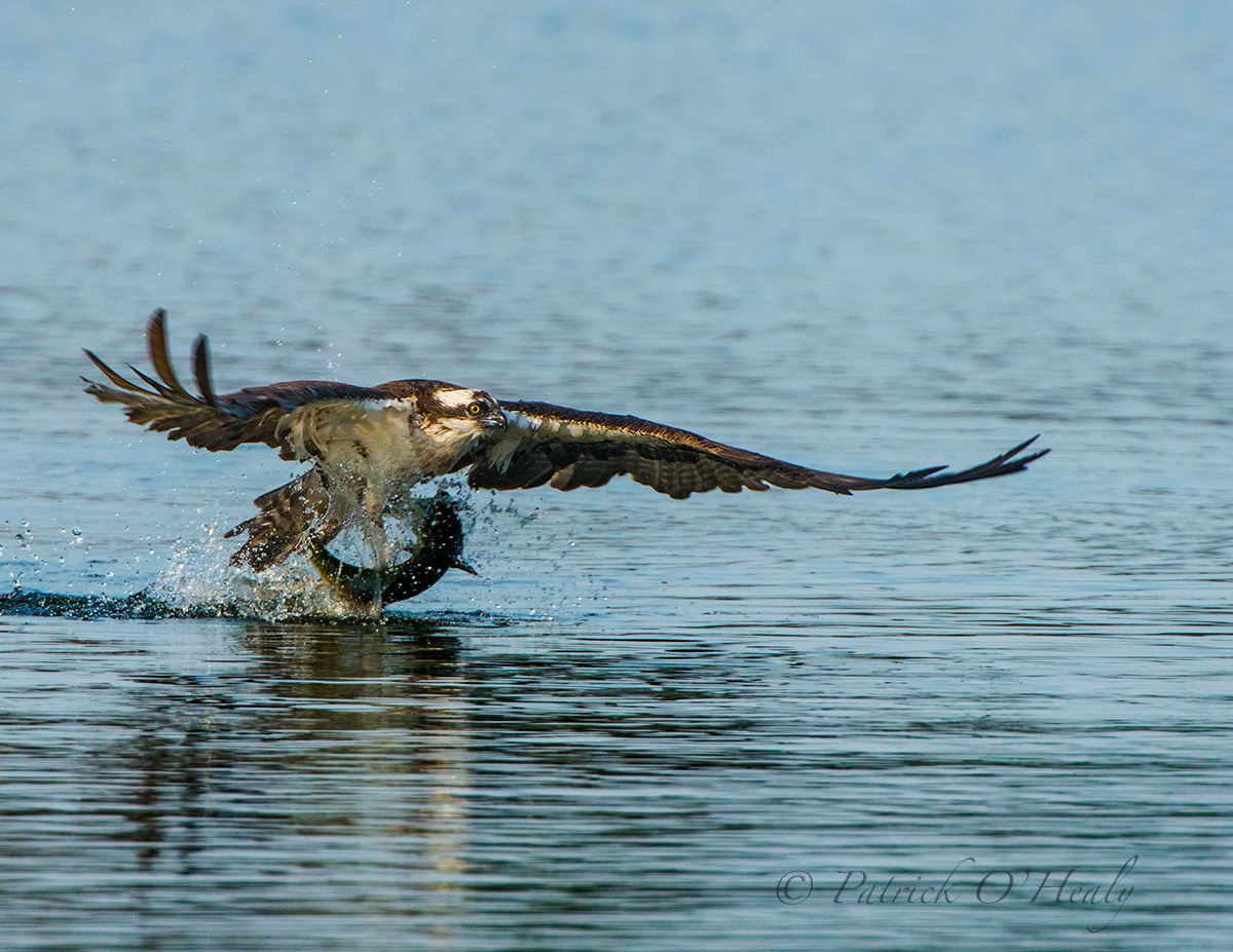 Osprey & Trout