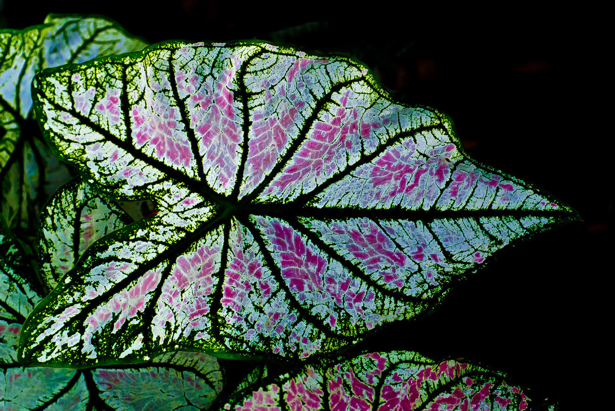 Cantigney Park Caladium