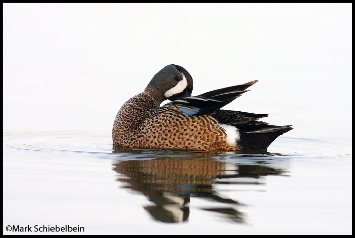 Blue-Winged Teal