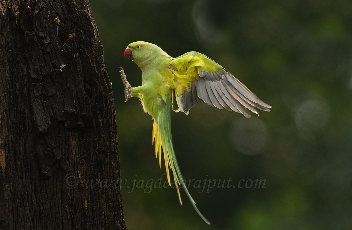 Roseringed Parakeet