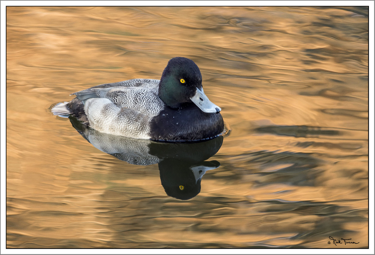 Lesser Scaup