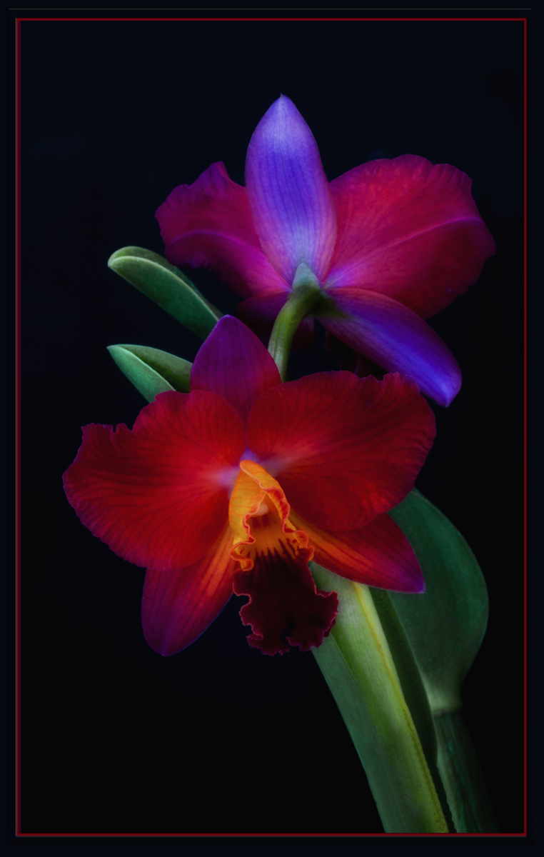 Orchid 