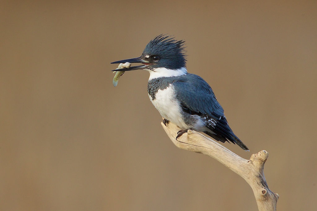 Belted Kingfisher