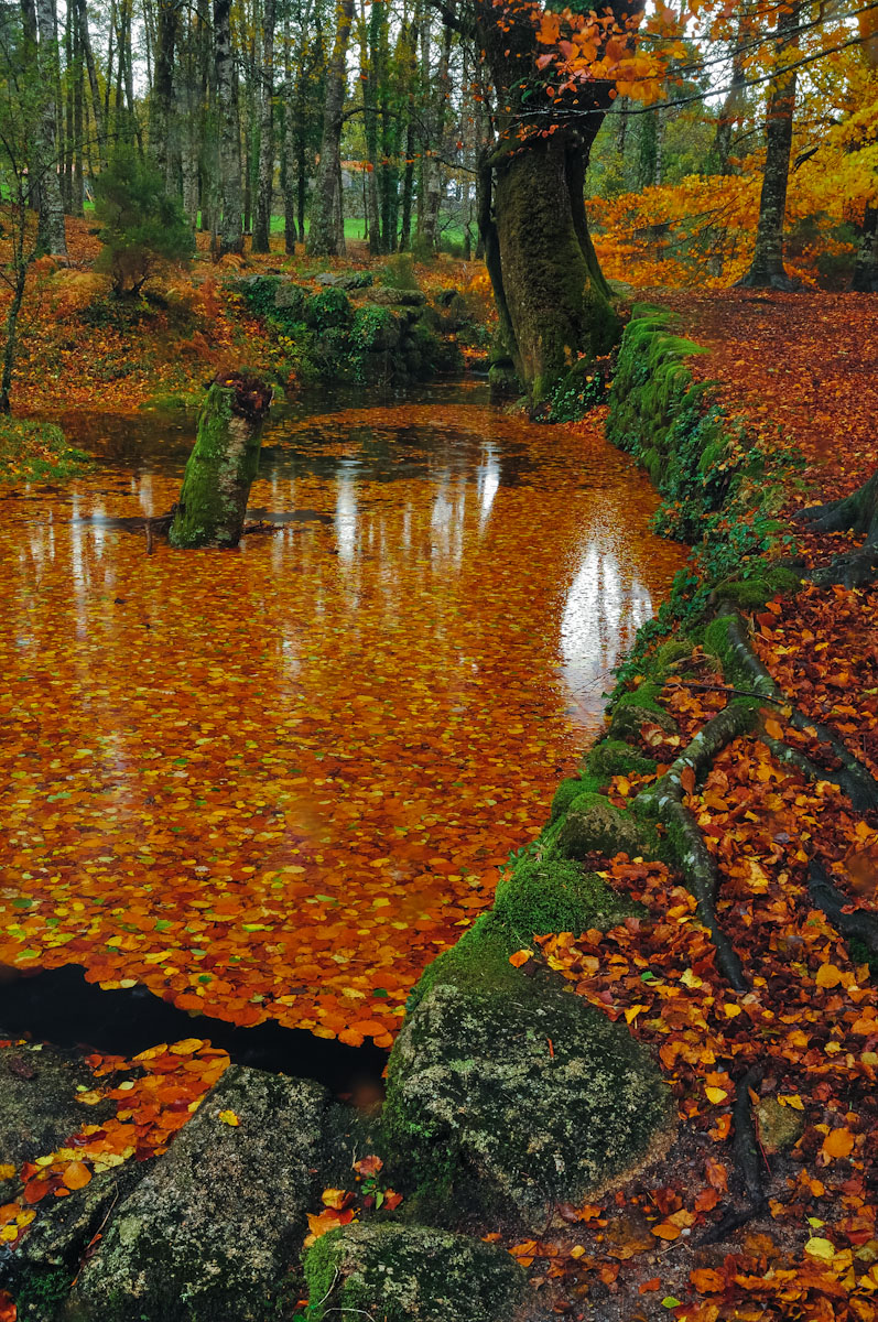 damp autumn