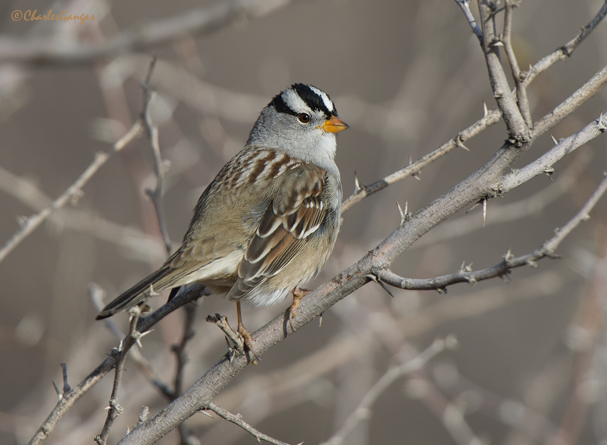 White-crowned Sparrow