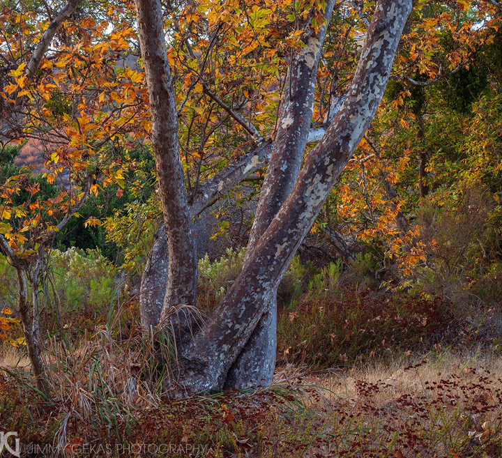 Local Color
