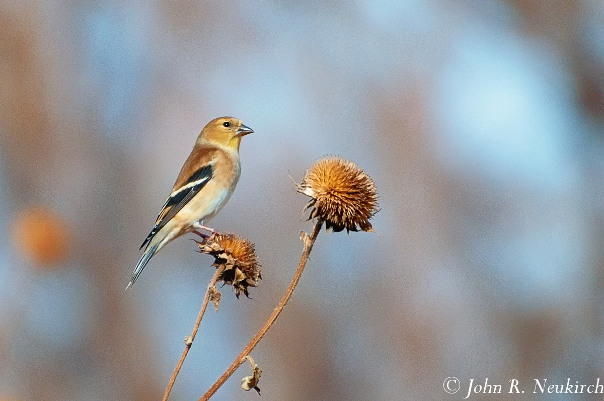 Female Goldfinch