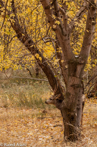 Hide and Seek!
