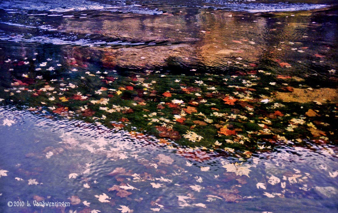 Leaves in the Stream